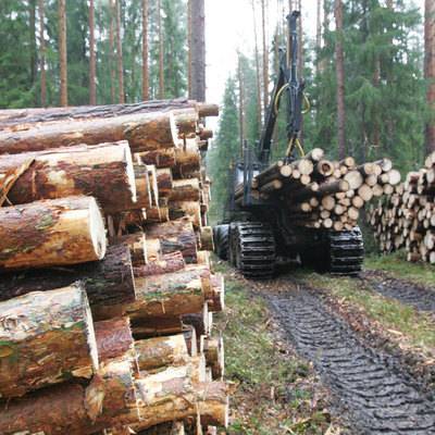 Путин призвал проработать сбыт конфискованной древесины у нелегальных лесорубов