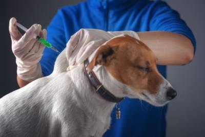 Первая в мире вакцина от корнавируса для животных зарегистрирован в России