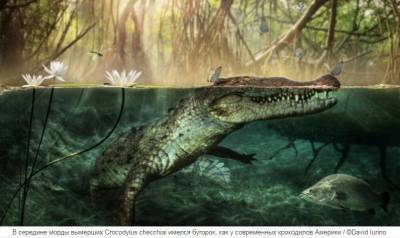 Ученые узнали откуда приплыли первые крокодилы