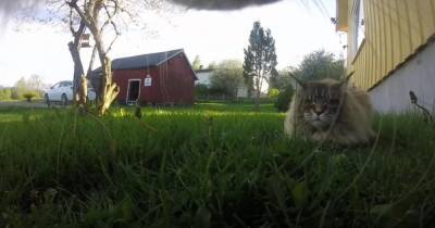 Блогер показала, чем занимается домашний кот, когда его никто не видит (видео)