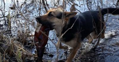 Собака-убирака: в Сумах дворовый пес борется с мусором