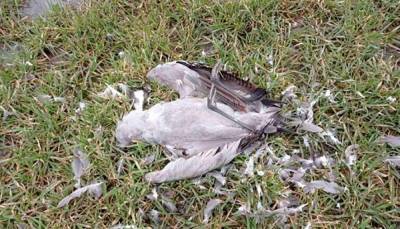 "Здесь армагеддон": в "Аскании Новой" зафиксировали массовую гибель редких птиц – фото 18+