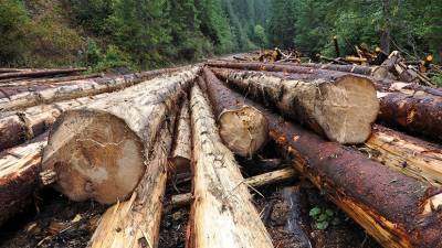В Приморье завели дело по факту незаконной вырубки леса