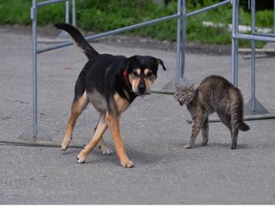 Регистрация домашних животных может стать обязательной в России