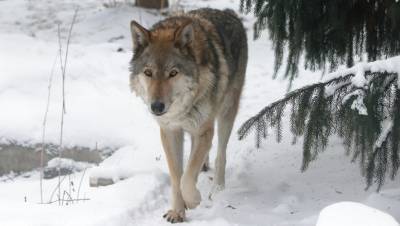 В Ленинградском зоопарке умерла волчица