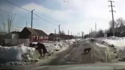Водитель спас ребенка от агрессивного пса. Видео