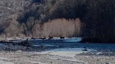 Краснокнижные кавказские олени попали на видео в сочинском нацпарке