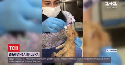 В Турции бездомная кошка принесла ветеринарам двух котят с воспалением глаз