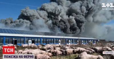 В Германии сгорела ферма, и десятки тысяч свиней бродят без присмотра