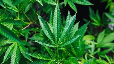 Куомо подписал закон, легализующий рекреационную марихуану в Нью-Йорке