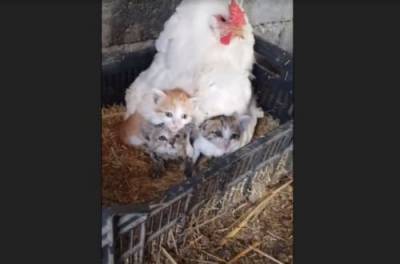 Курица стала "мамой года", усыновив троих котят. ВИДЕО