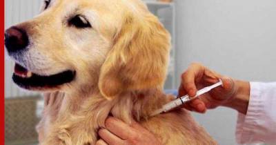 Вакцинируем тех, кого приручили: на рынок выходит препарат от COVID-19 для собак и кошек