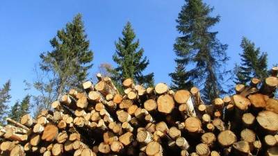 Систему контроля за движением древесины запустят в России с июля
