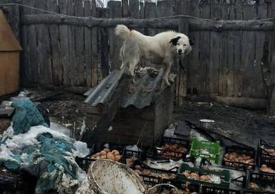 Зоозащитники показали жуткие условия содержания собак приюта в Сасове