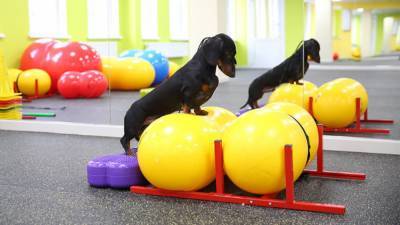 Хозяева собак фанатеют от этого тренда: что такое дог-фитнес и кому он нужен