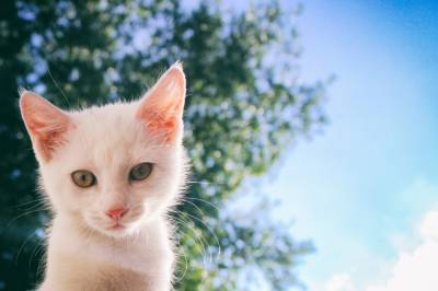 В Шпаньково добровольцы спасли застрявшую в вентиляции на 4 дня кошку — видео