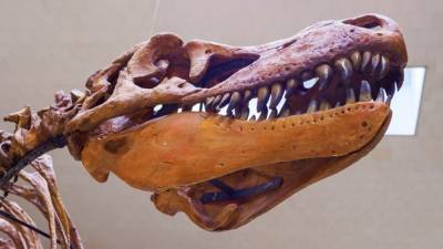 В Аргентине обнаружили новый вид древних хищных динозавров