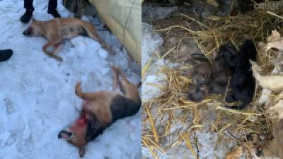 Зрелище не для слабонервных: В Тульской области жестоко расправились с бродячими собаками