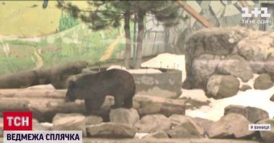 Зарылась в землю на полтора метра: в зоопарке в Виннице медведица впала в спячку впервые за 15 лет