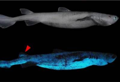 В Тихом океане обнаружили новые виды акул, которые светятся в темноте