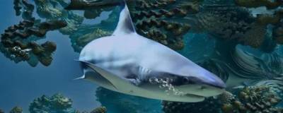 У берегов Новой Зеландии найдены 3 вида глубоководных светящихся акул
