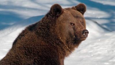 Весне дорогу: Медведь Балу вышел из спячки в нижегородском зоопарке