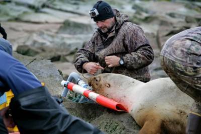 Сахалинские экоактивисты организовали круглый стол по спасению китов и сивучей
