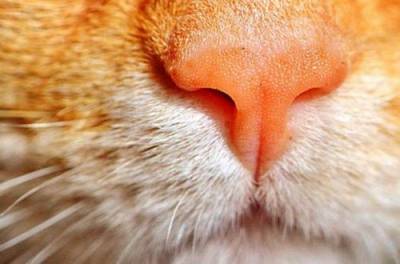 Почему кошки мурчат - ответ дали ученые