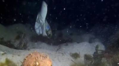 "Какой стиляга!": осьминога в кепке запечатлели на видео в Австралии
