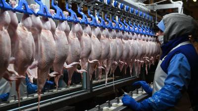 Российские птицеводы предупредили о риске сокращения производства мяса