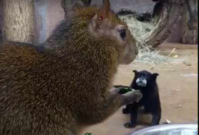 Воруют еду и сердечки: сотрудники Ленинградского зоопарка показали необычайно милых «преступников»