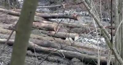 Против укравших 10 млн "лесных мафиози" возбудили дело в Хакасии