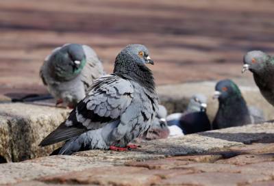 Биолог объяснил, почему вредно подкармливать голубей