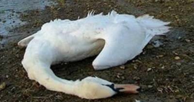 Сотни мертвых уток и лебедей обнаружили на заливе в Дагестане