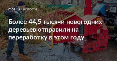 Более 44,5 тысячи новогодних деревьев отправили на переработку в этом году