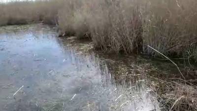 В Дагестане ученые выясняют причину массовой гибели уток и лебедей