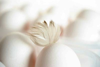 Российские птицеводы пожаловались на дефицит яиц