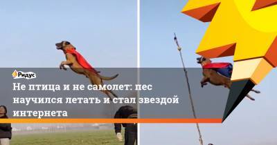 Не птица и не самолет: пес научился летать и стал звездой интернета