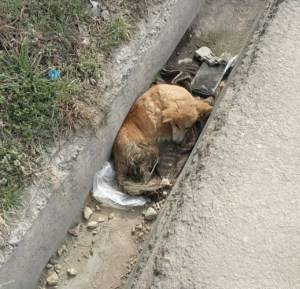 Ташкентские зоозащитники спасают подстрелянную собаку