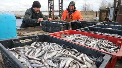 Рыба клюёт с головы: объём добычи на Северо-Западе резко повысился
