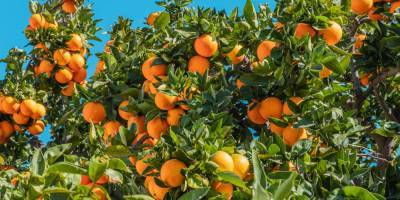 Апельсиновый рай. В Испании придумали, как использовать излишки фруктов для добычи электроэнергии
