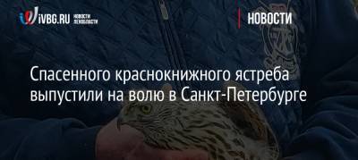 Спасенного краснокнижного ястреба выпустили на волю в Санкт-Петербурге