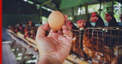 "Ъ": из-за дефицита яиц в России может сократиться выпуск мяса птицы