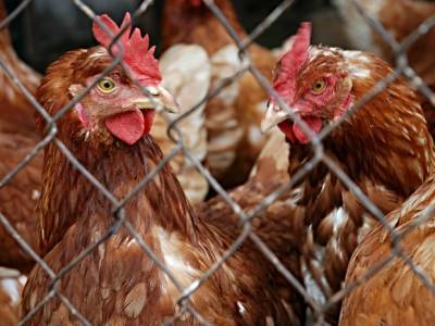 В России опасаются сокращения выпуска мяса птицы из-за яиц