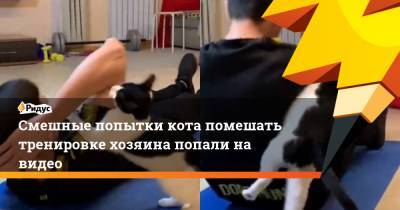 Смешные попытки кота помешать тренировке хозяина попали на видео