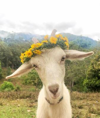 Ручные утки и козы в веночках: сестры из Австралии ведут волшебный блог о природе