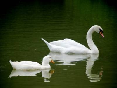 В Дагестане массово погибли лебеди и другие водоплавающие птицы