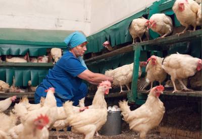 России из-за дефицита инкубационных яиц грозит нехватка мяса птицы