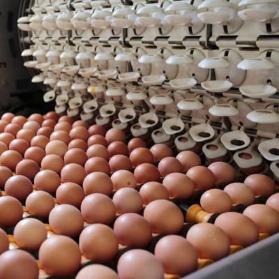 Российские птицефабрики столкнулись с нехваткой инкубационных яиц