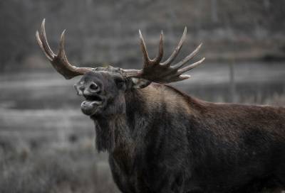 В лесу Всеволожского района браконьеры хранили мясо незаконно убитого лося